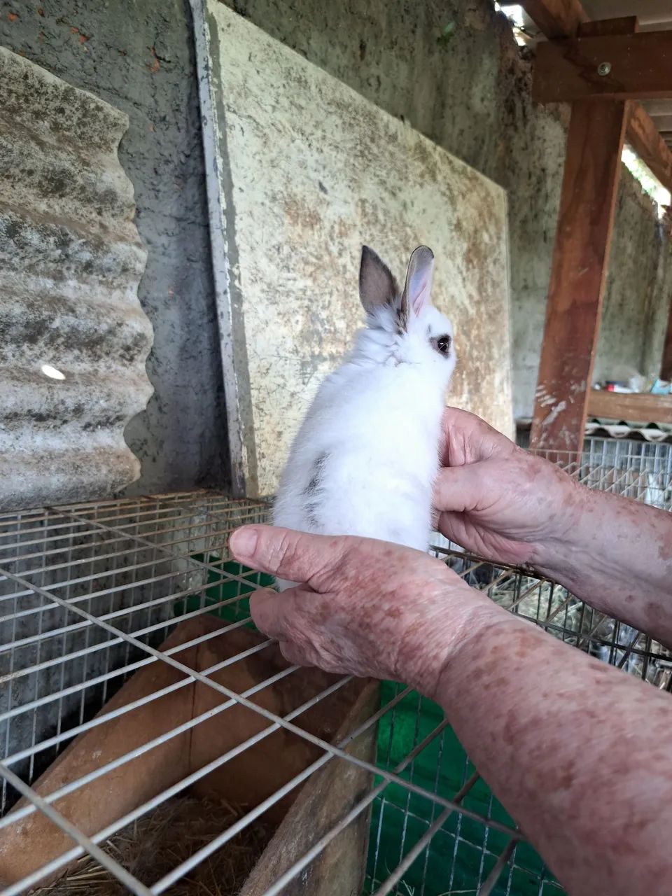 Vendo coelhinhos 