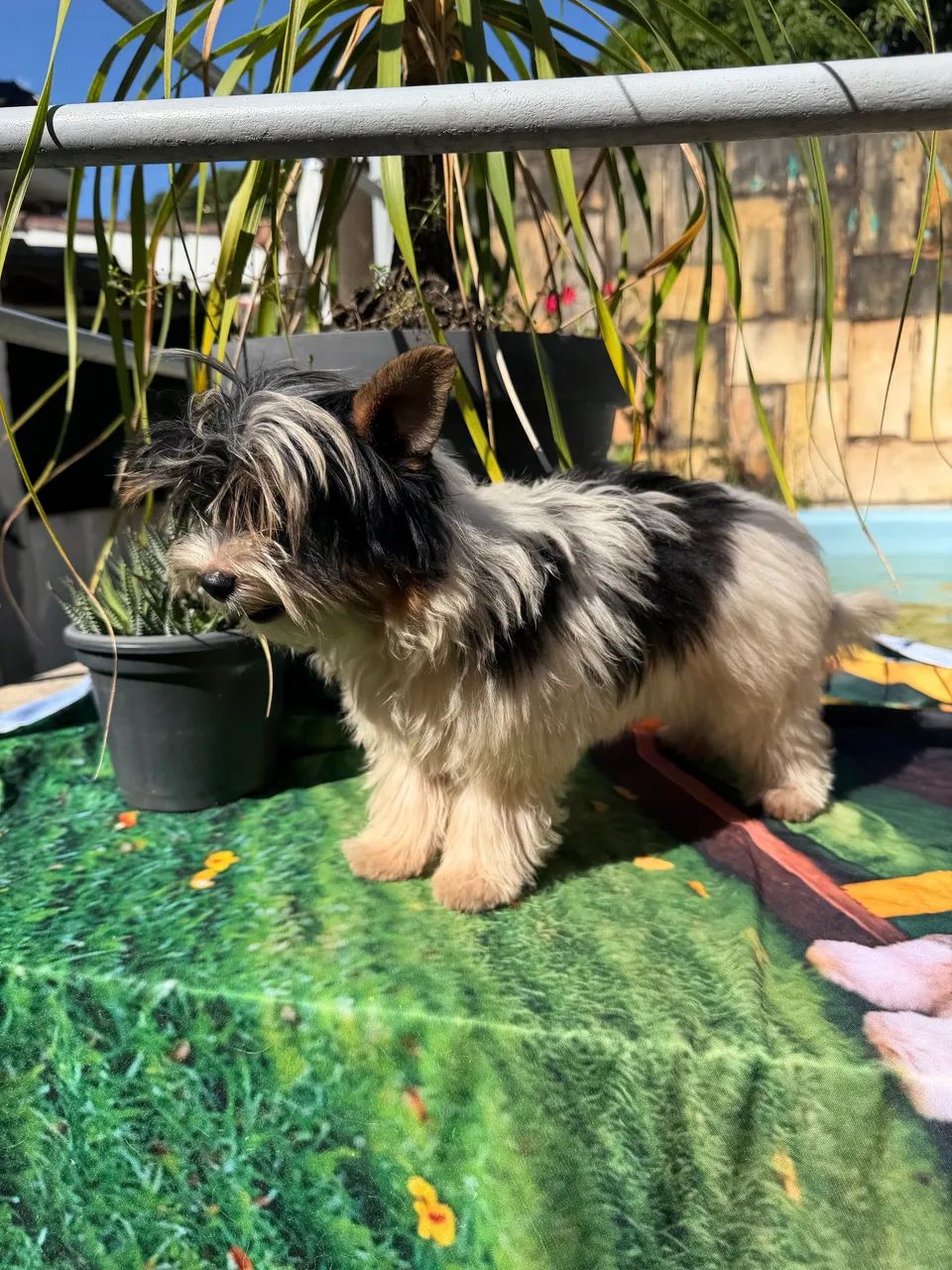 Biewer Terrier - Foto 3