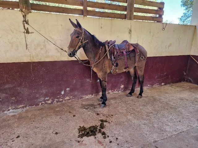 Burro  - Foto 4