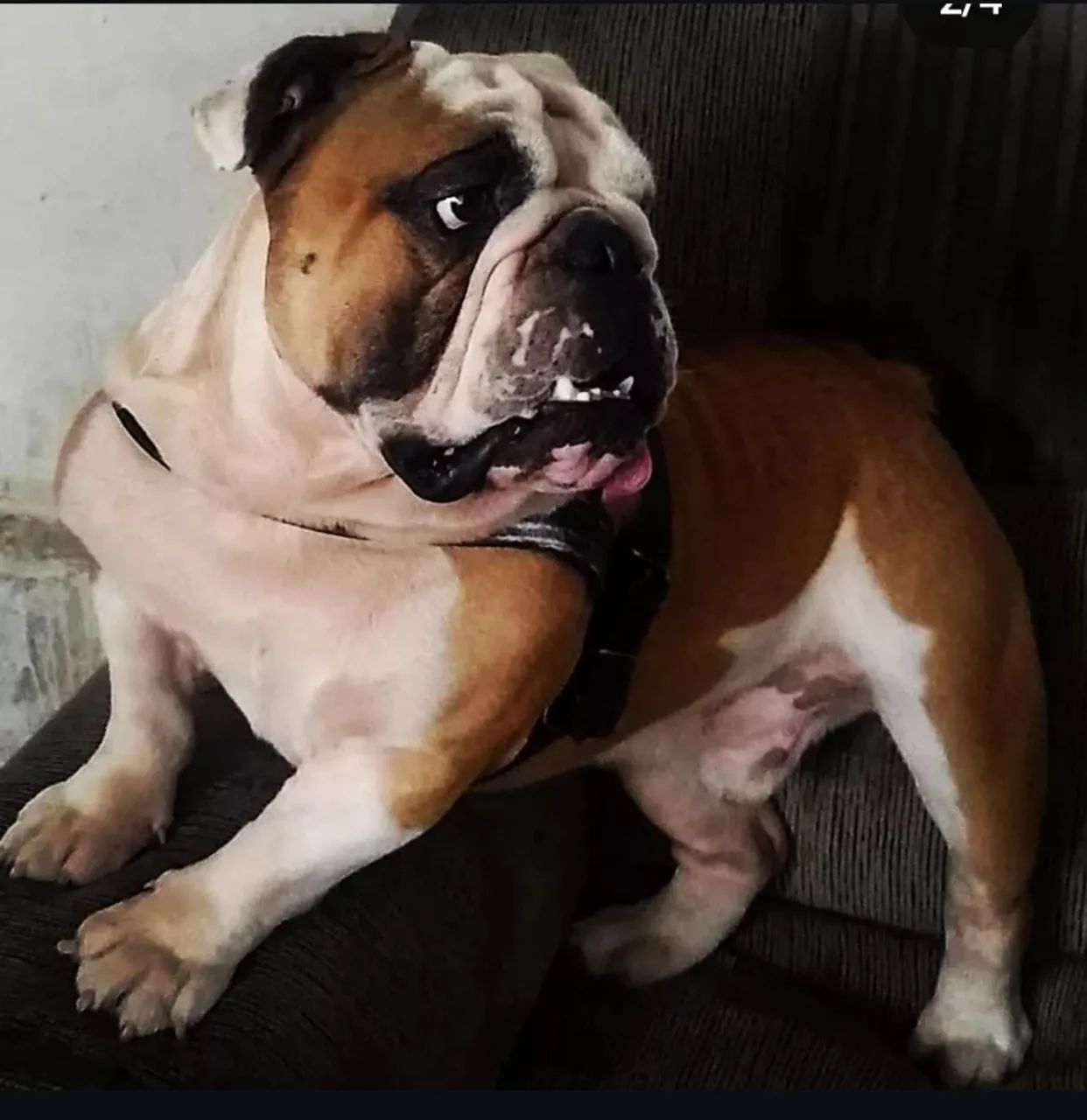 Buldogue inglês  - Foto 3