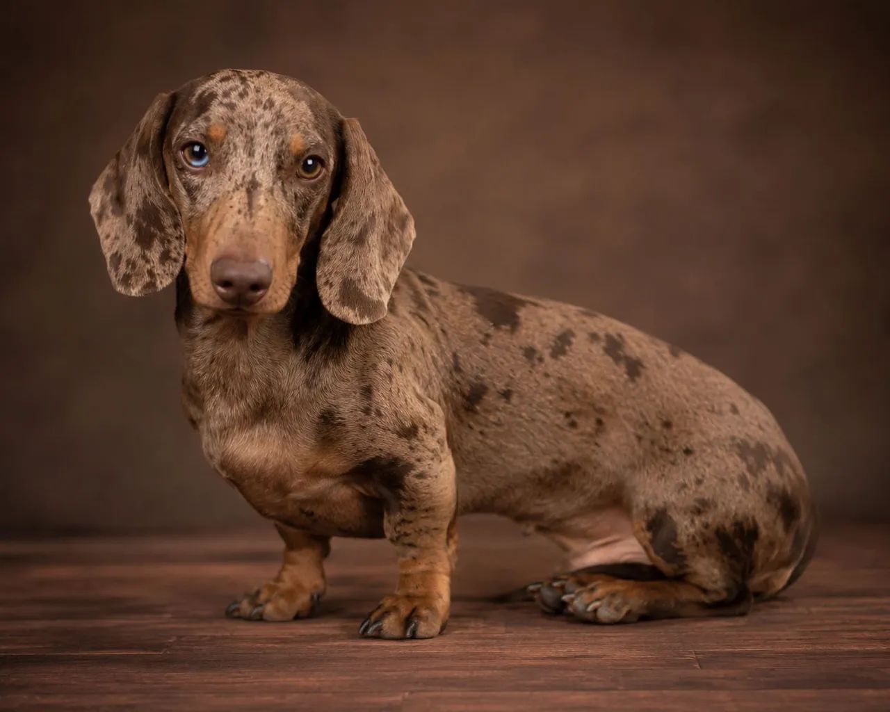 Dachshund Macho 1 ano