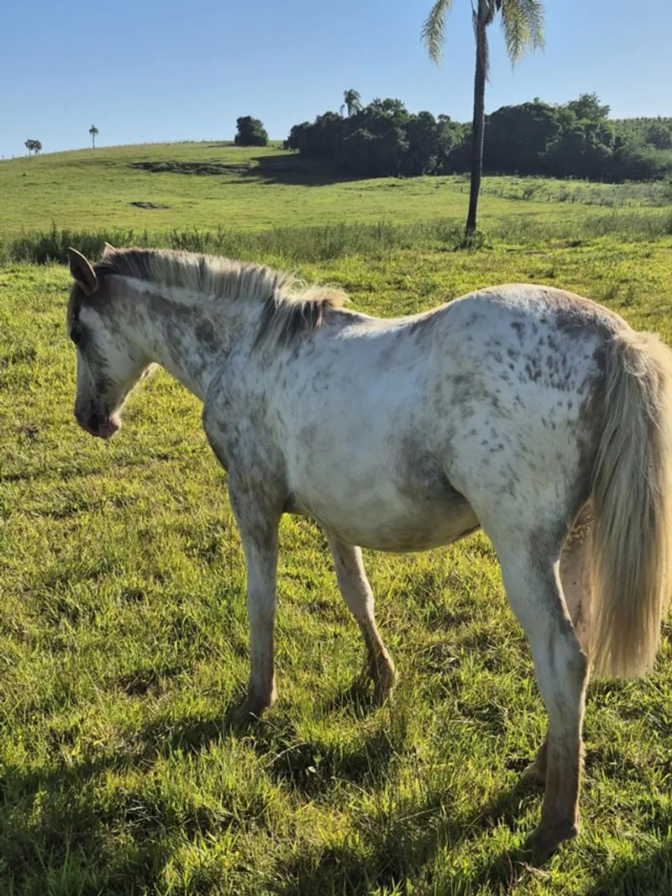 Potra Crioula Oveira