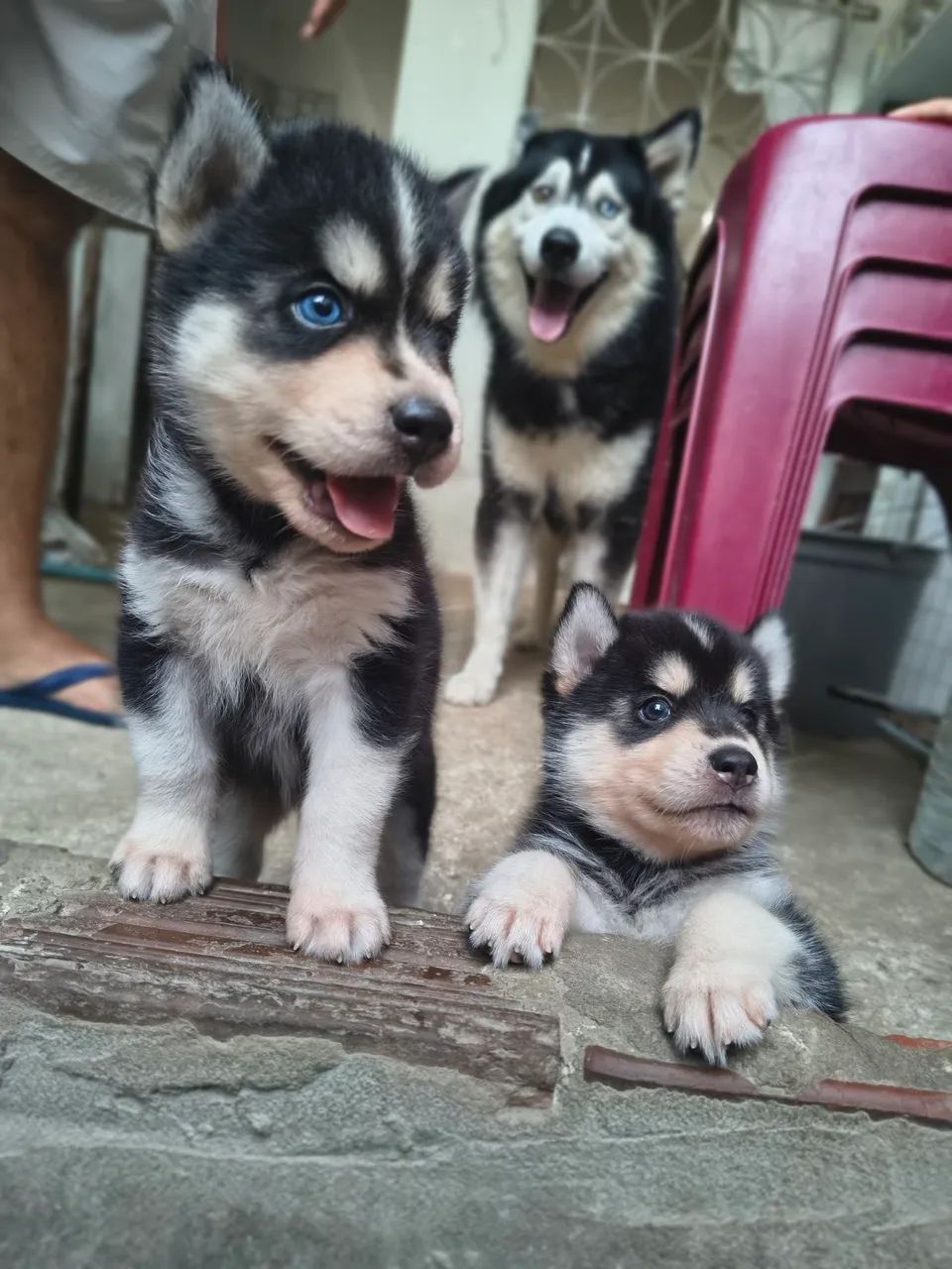 Filhotes de husky siberiano