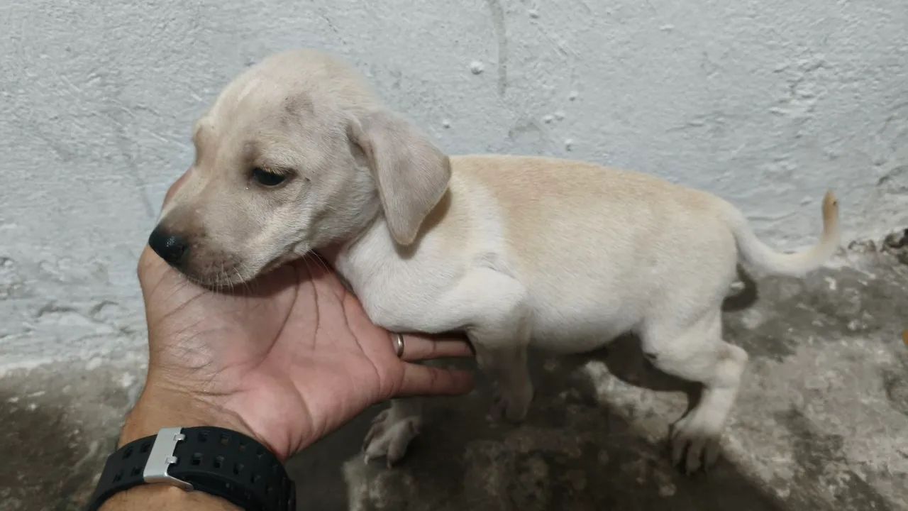 Cachorro para adoção  - Foto 4