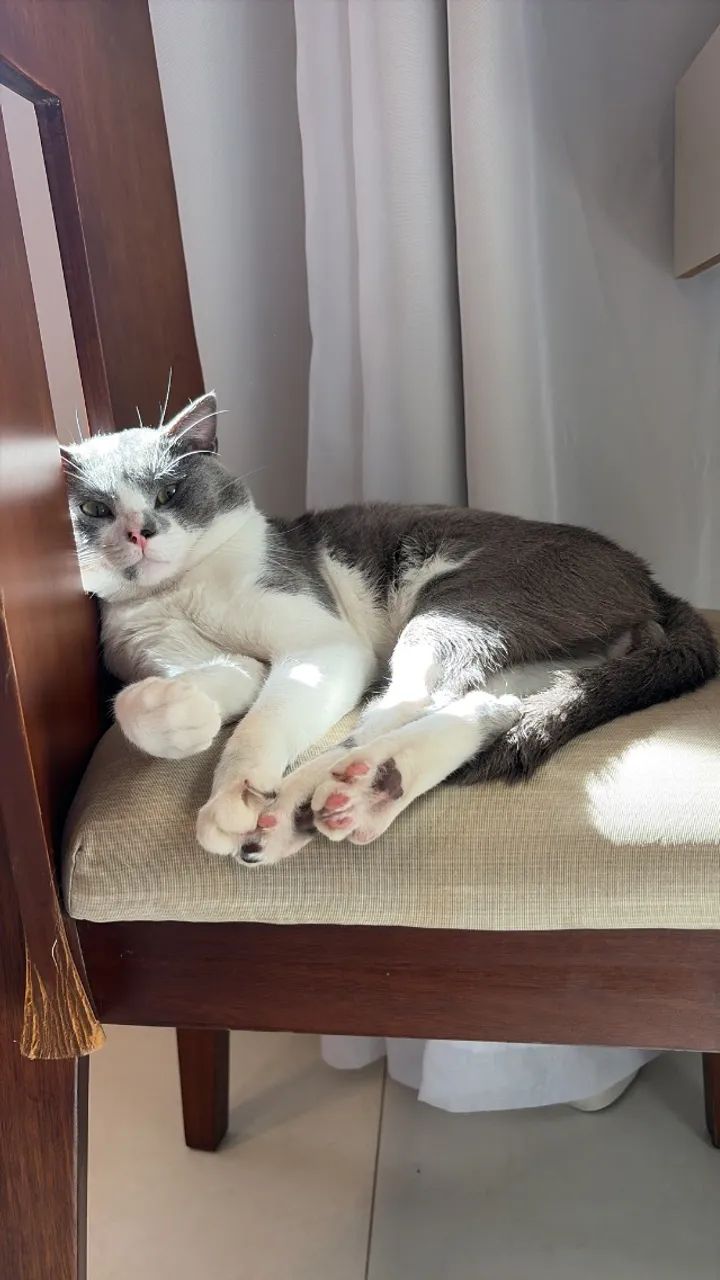 Gato macho - Foto 2