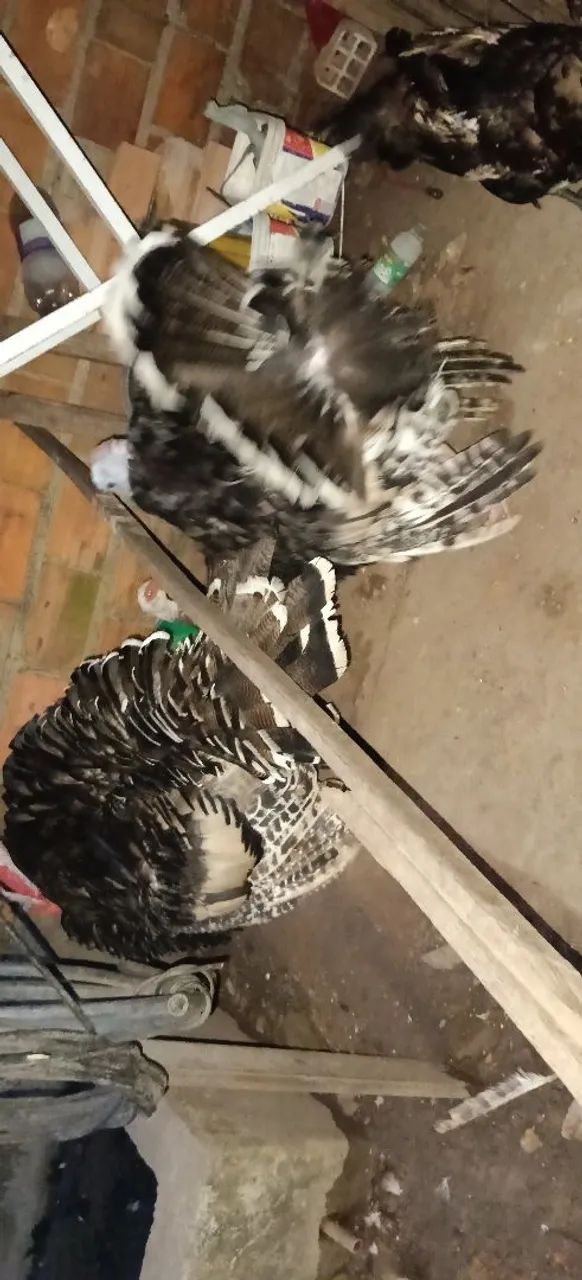 Peru e patos - Foto 3