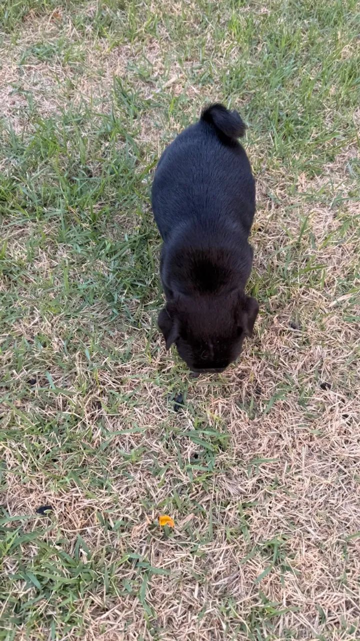 Filhote de Pug  - Foto 4