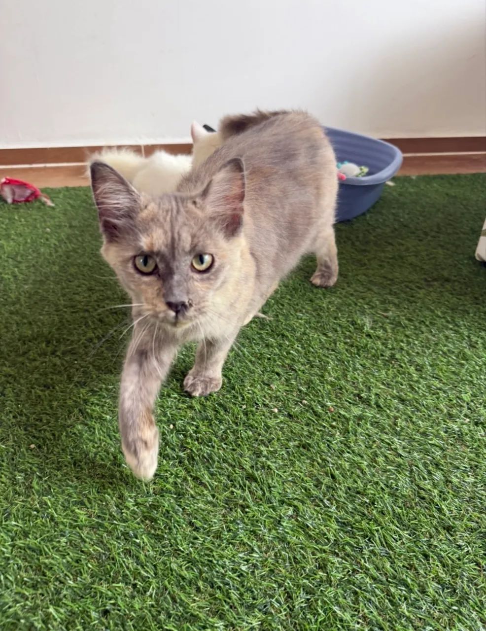 Maine Coon Fêmea com Pedigree 