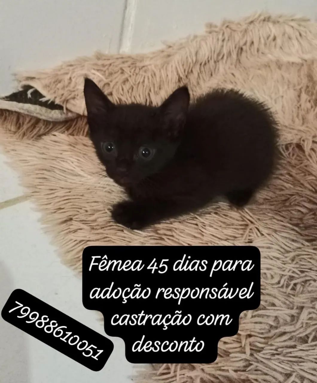 Gatinhas para adoção responsável  - Foto 4