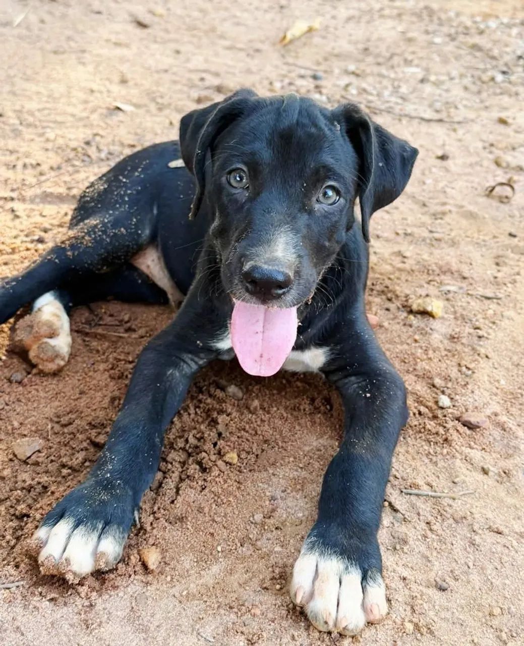 Para adoção responsável.  - Foto 3