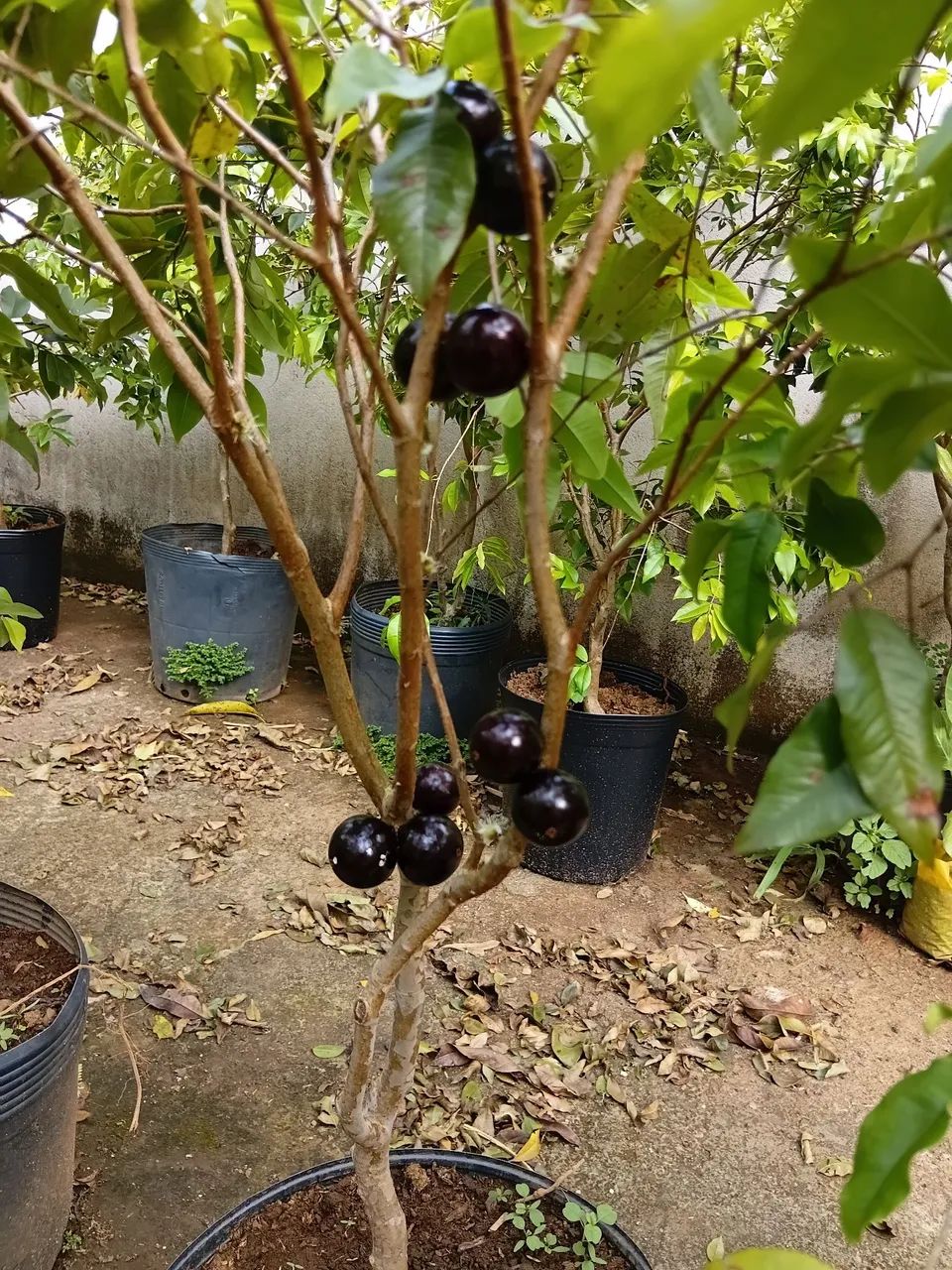 Mudas de jabuticaba  - Foto 2