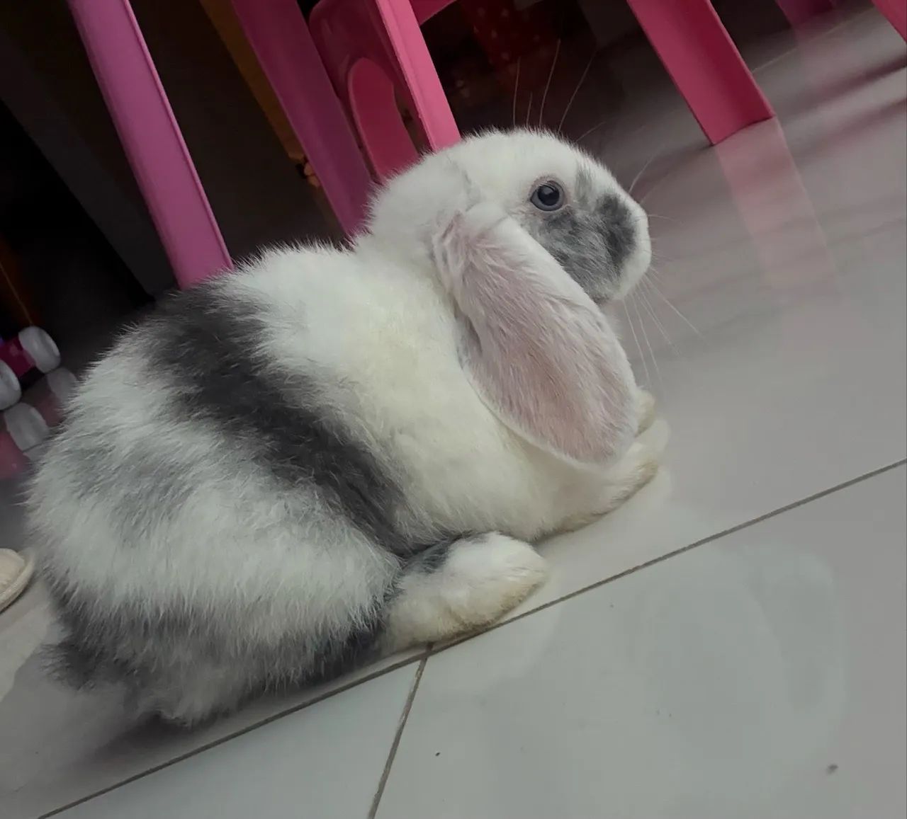 Coelho mini lop  - Foto 3