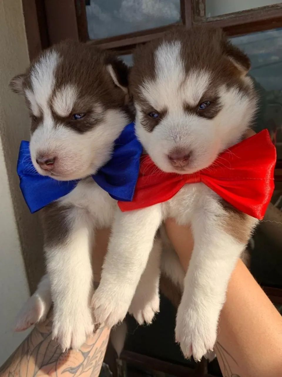 Husky siberiano forte e muito saudavel 