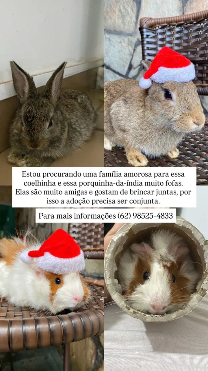Doa-se porquinho da índia e coelho 