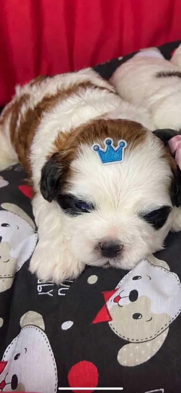 Último bebê de lhasa apso para 