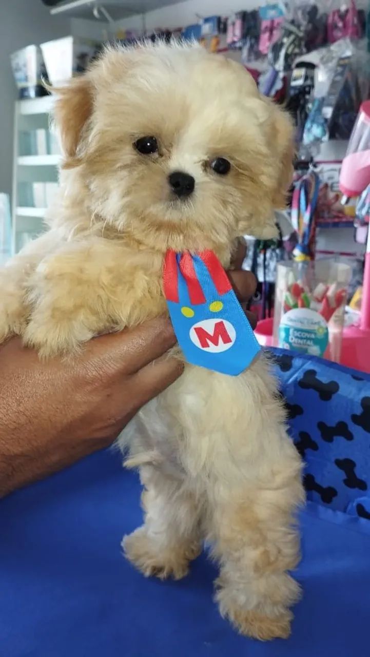 Shitzu macho mini - Foto 4