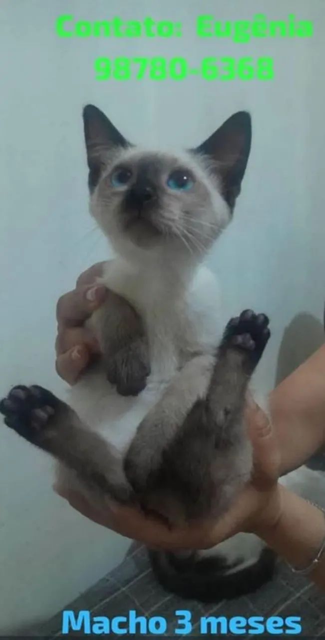 Gatos pra doação  - Foto 3