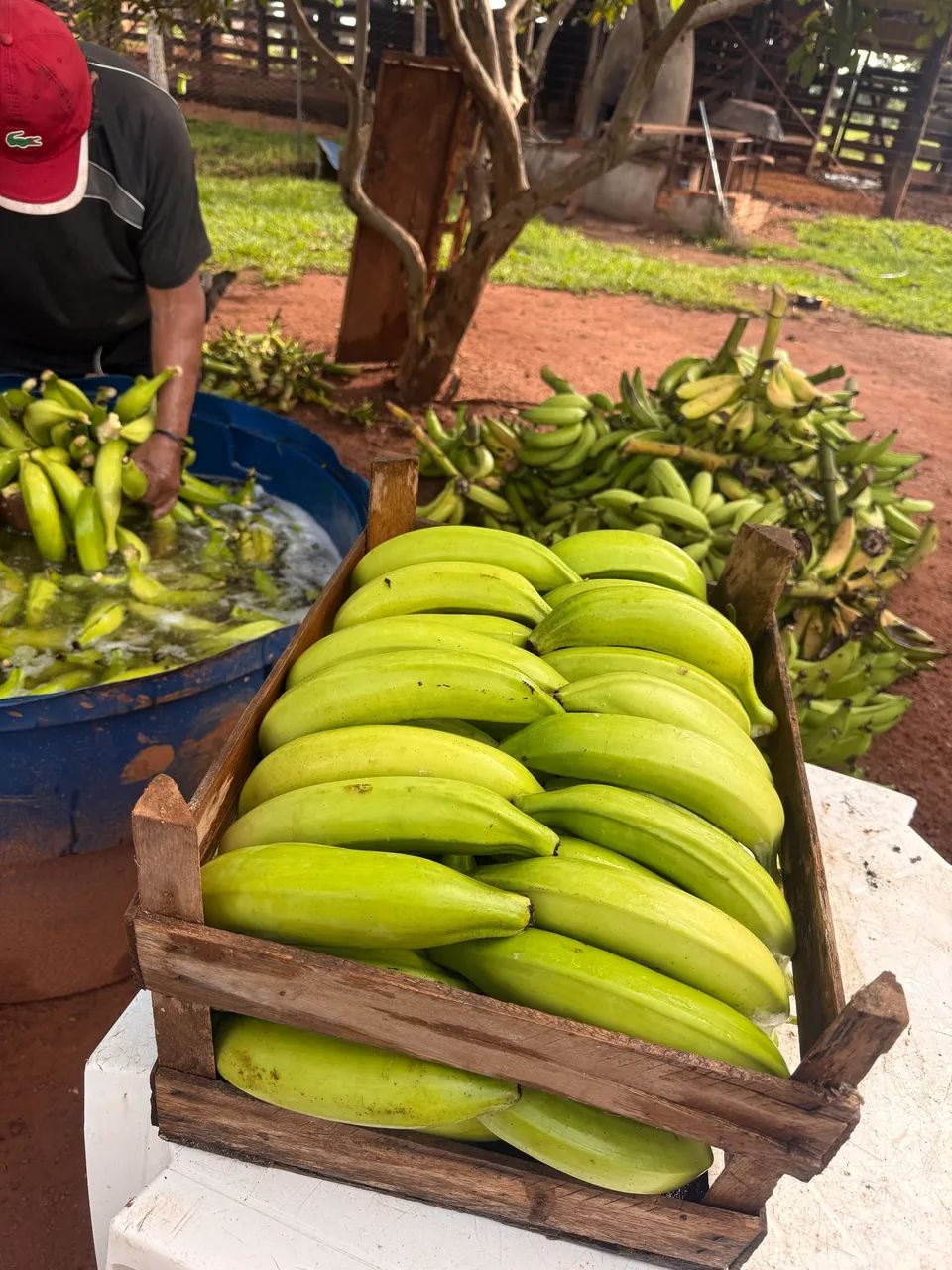 Muda de banana da terra anã  - Foto 4