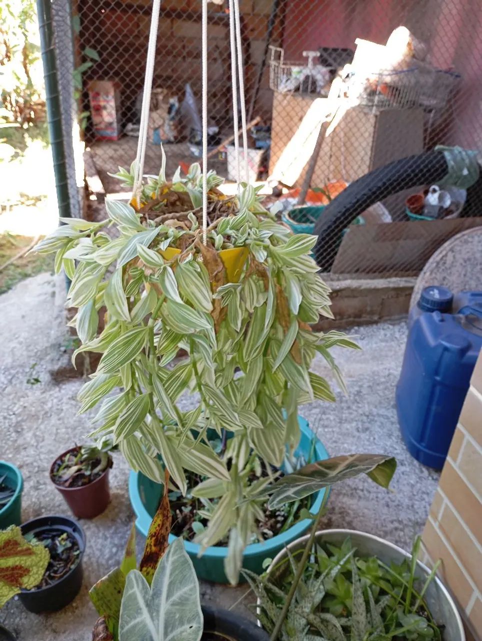Sementes e plantas  - Foto 3