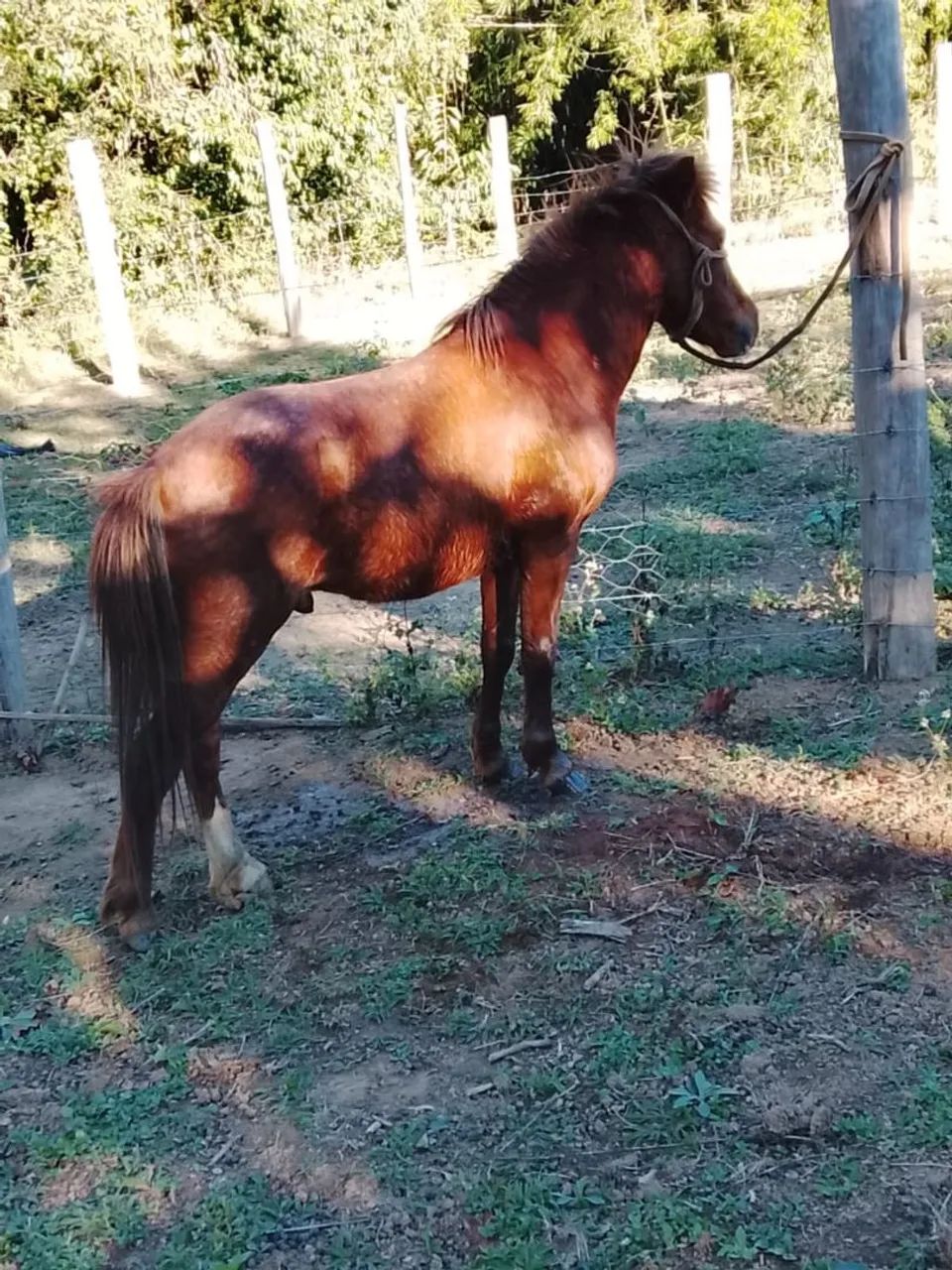 Pônei garanhao  - Foto 2