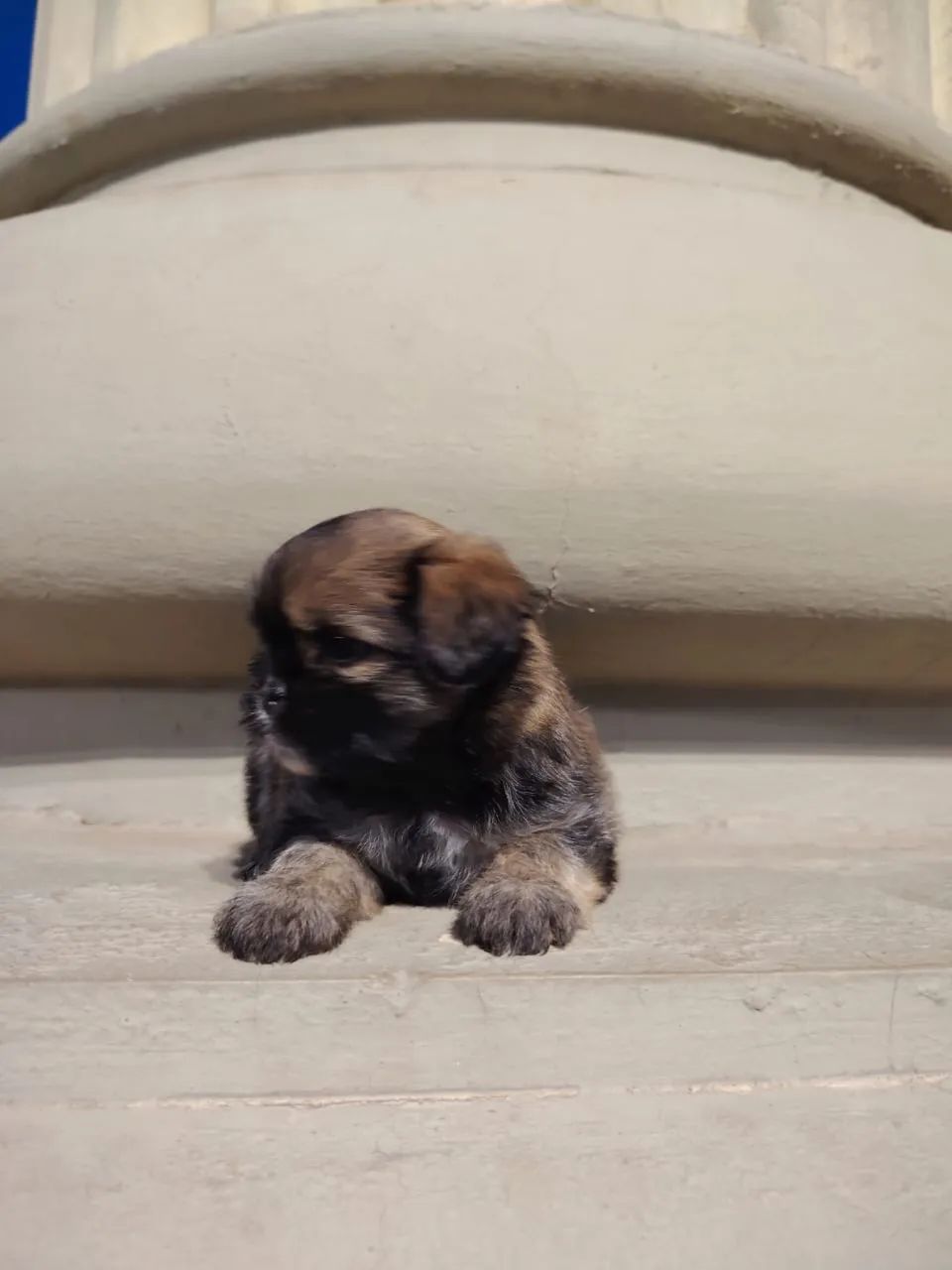 Shih tzu 