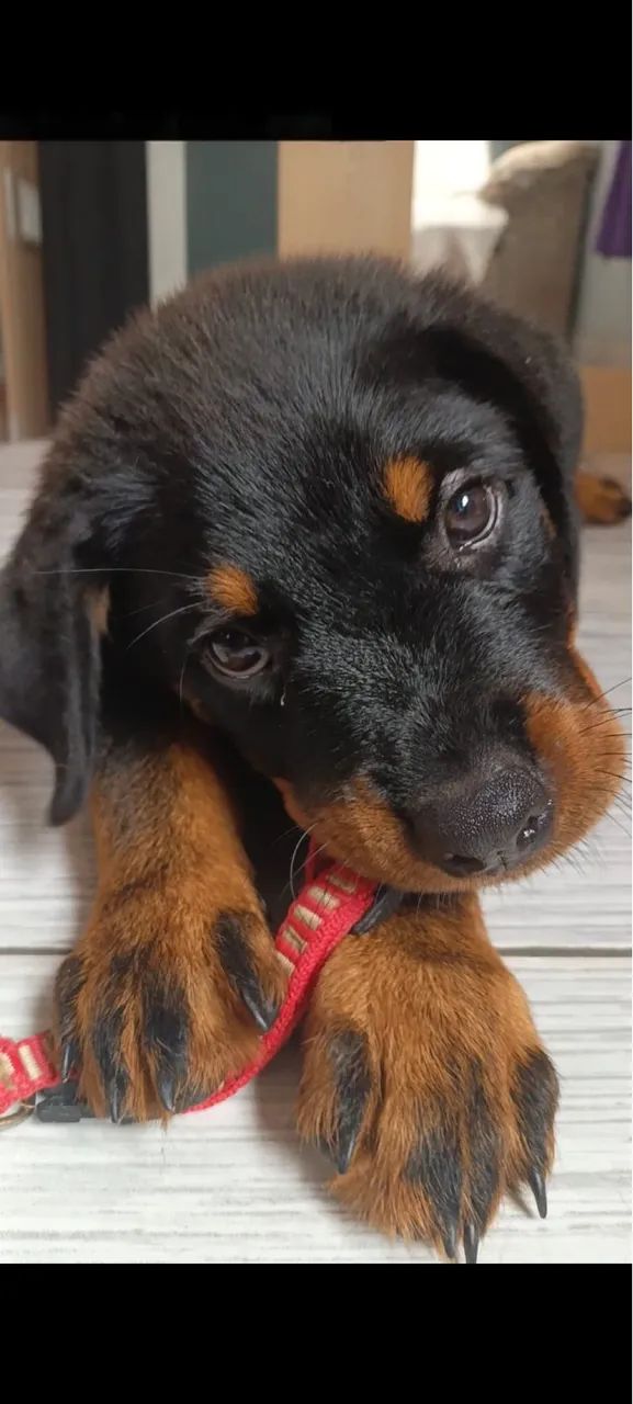 Filhote de Rottweiler - Macho - Foto 5