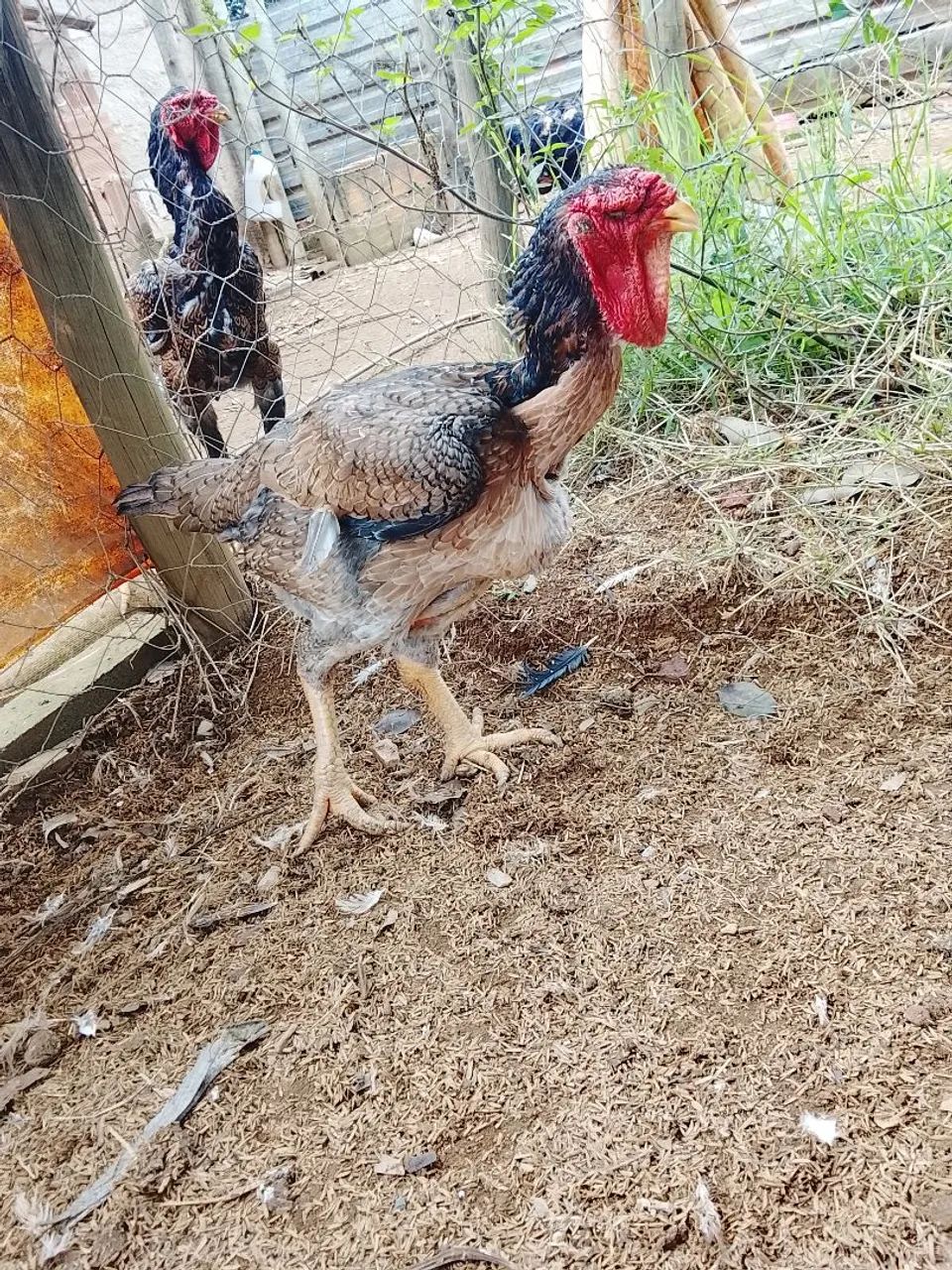 Índio gigante  - Foto 6