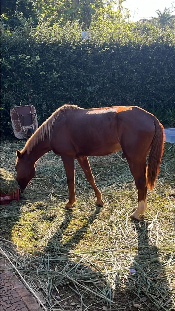 Cavalo
