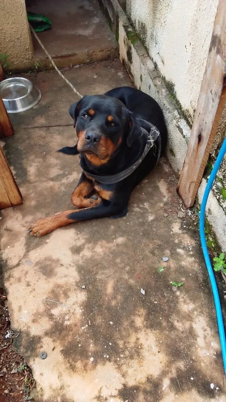 Doacao de rottweiler - Foto 2