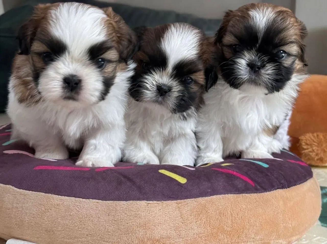 Lhasa apso - nova ninhada 