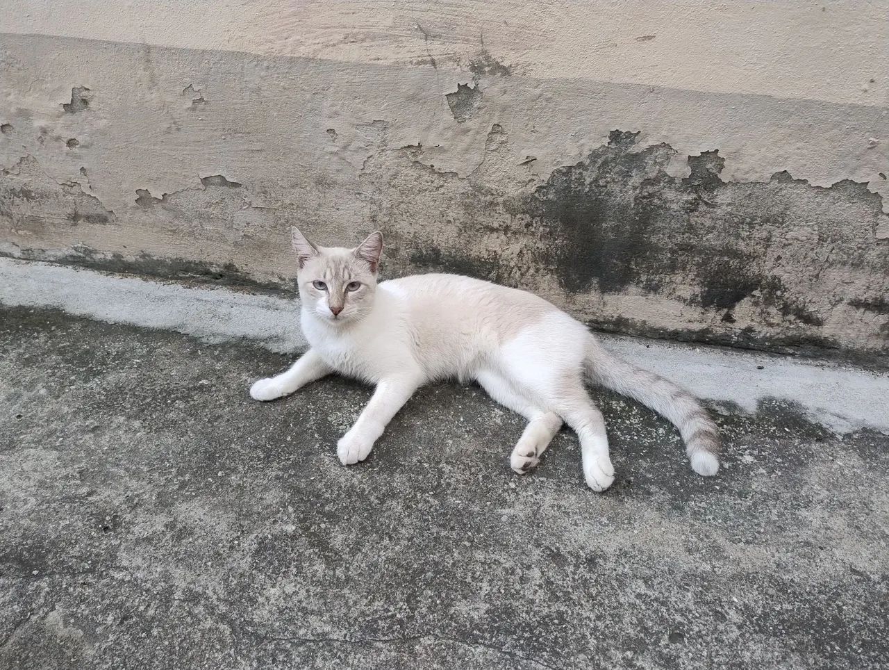 Gato lindo para adoção responsável