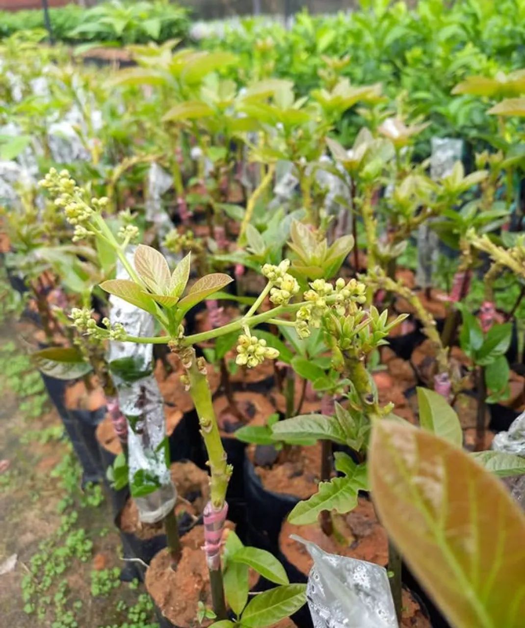 Vendo mudas frutíferas  - Foto 4