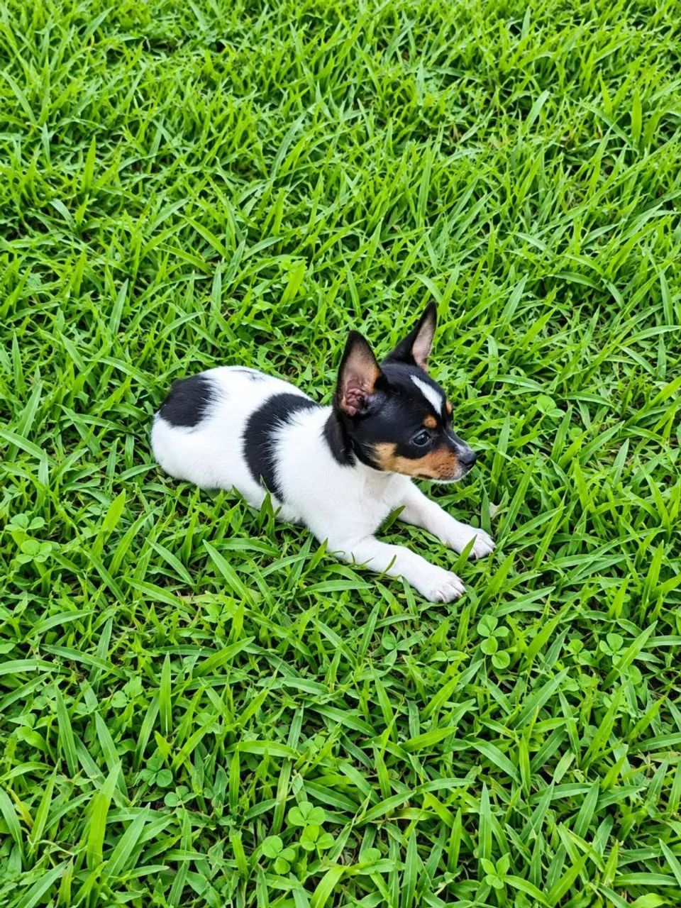 Pinscher (fêmea e macho) - Foto 2