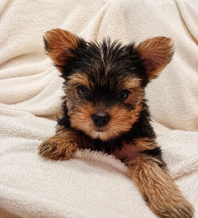 Cachorro  - Foto 4