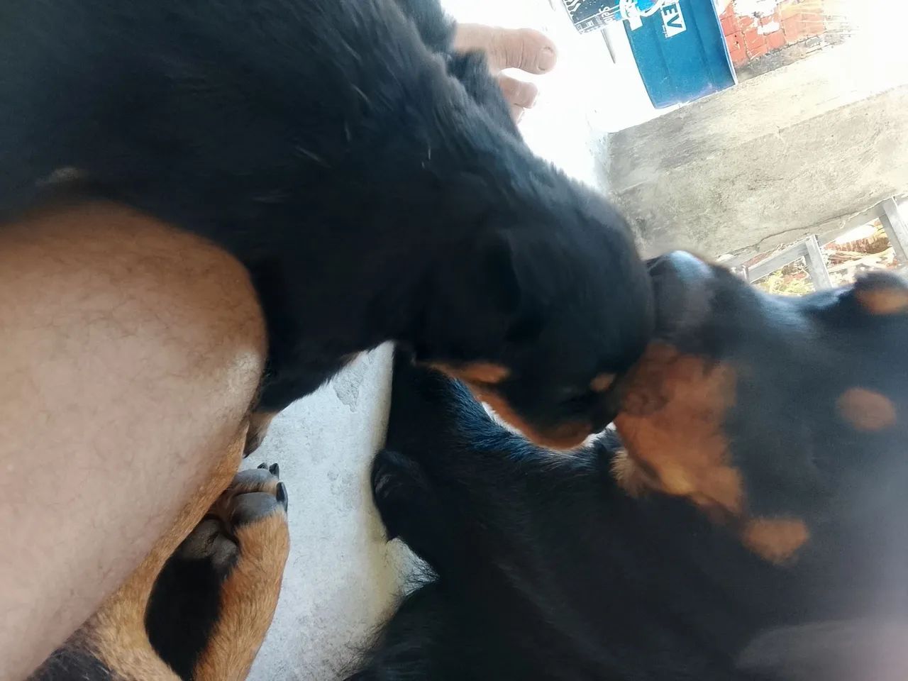 Filhote de rottweiler - Foto 5