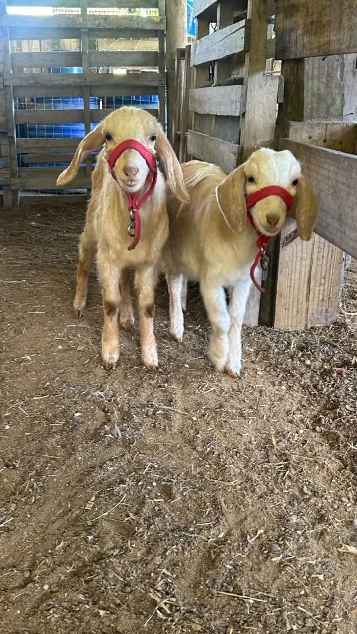 Vendo Cabras