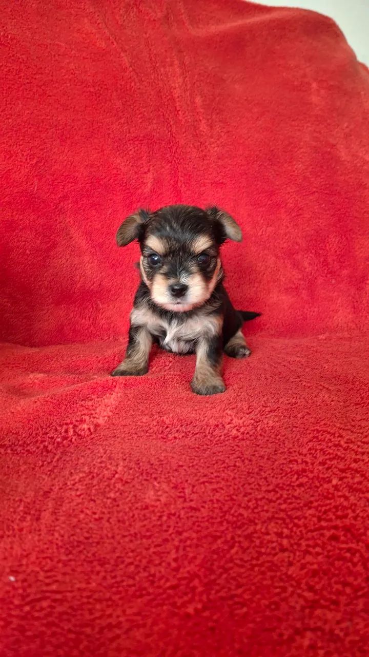 Filhotes ChihuahuaxYorkshire - Foto 3