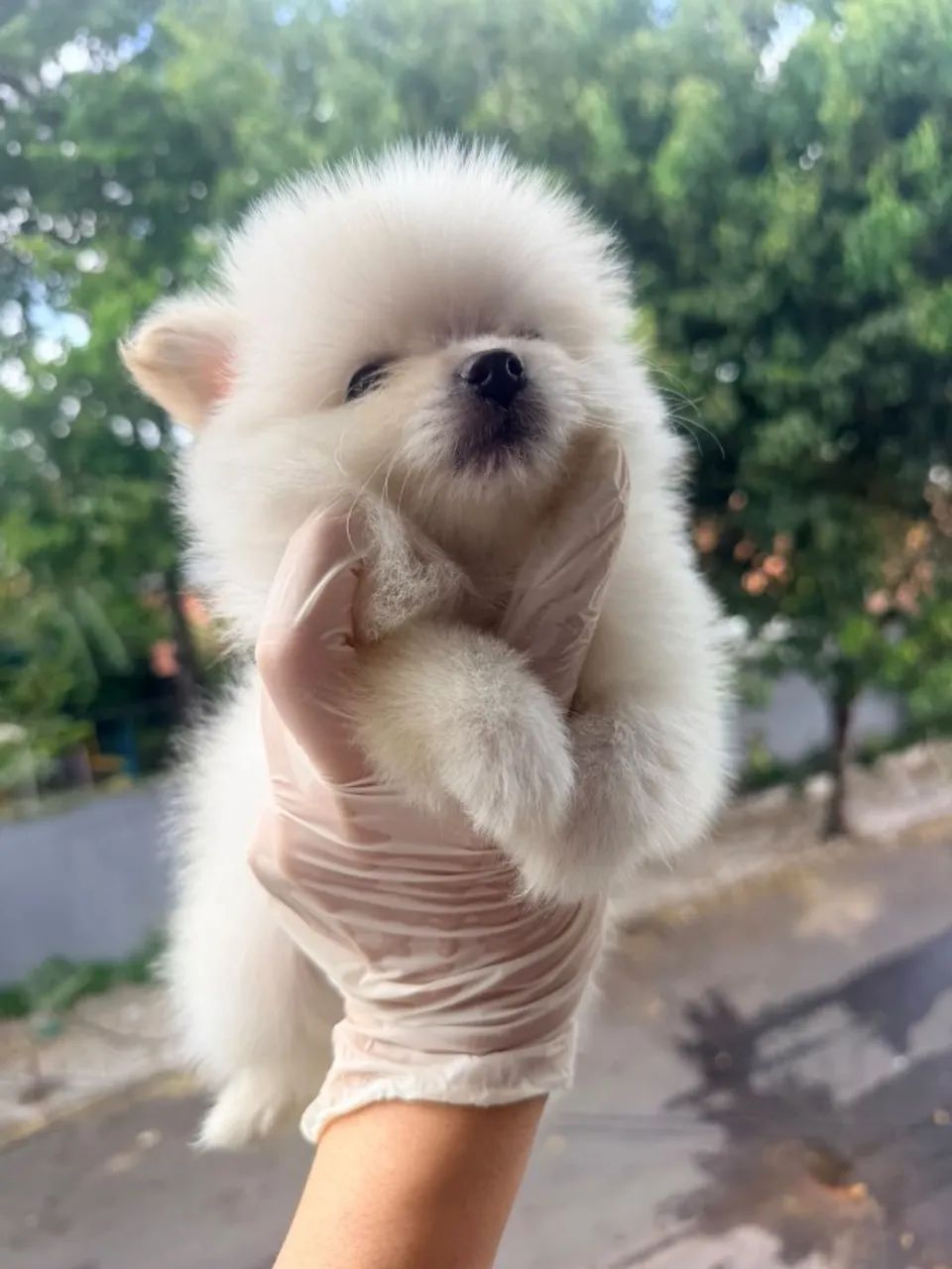 Spitz Alemão 