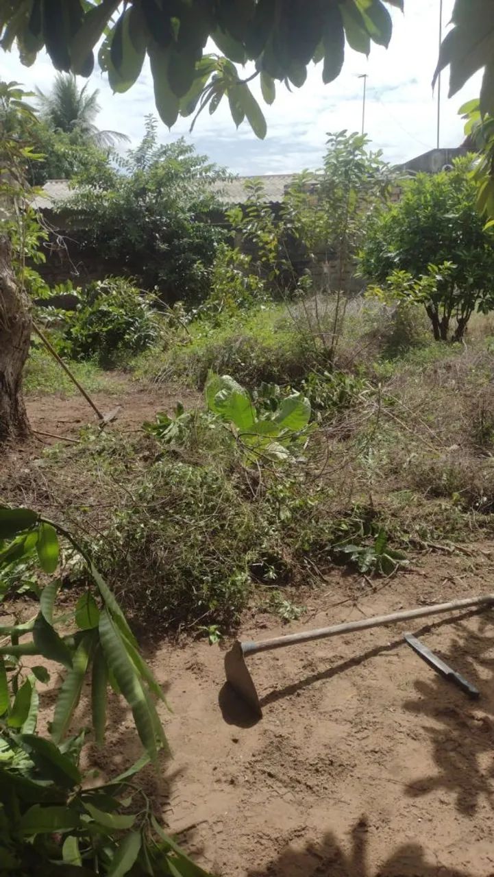 Limpeza de quintal