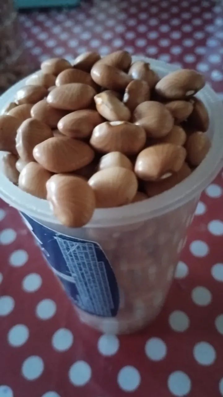 Feijão Mucuna - Foto 4
