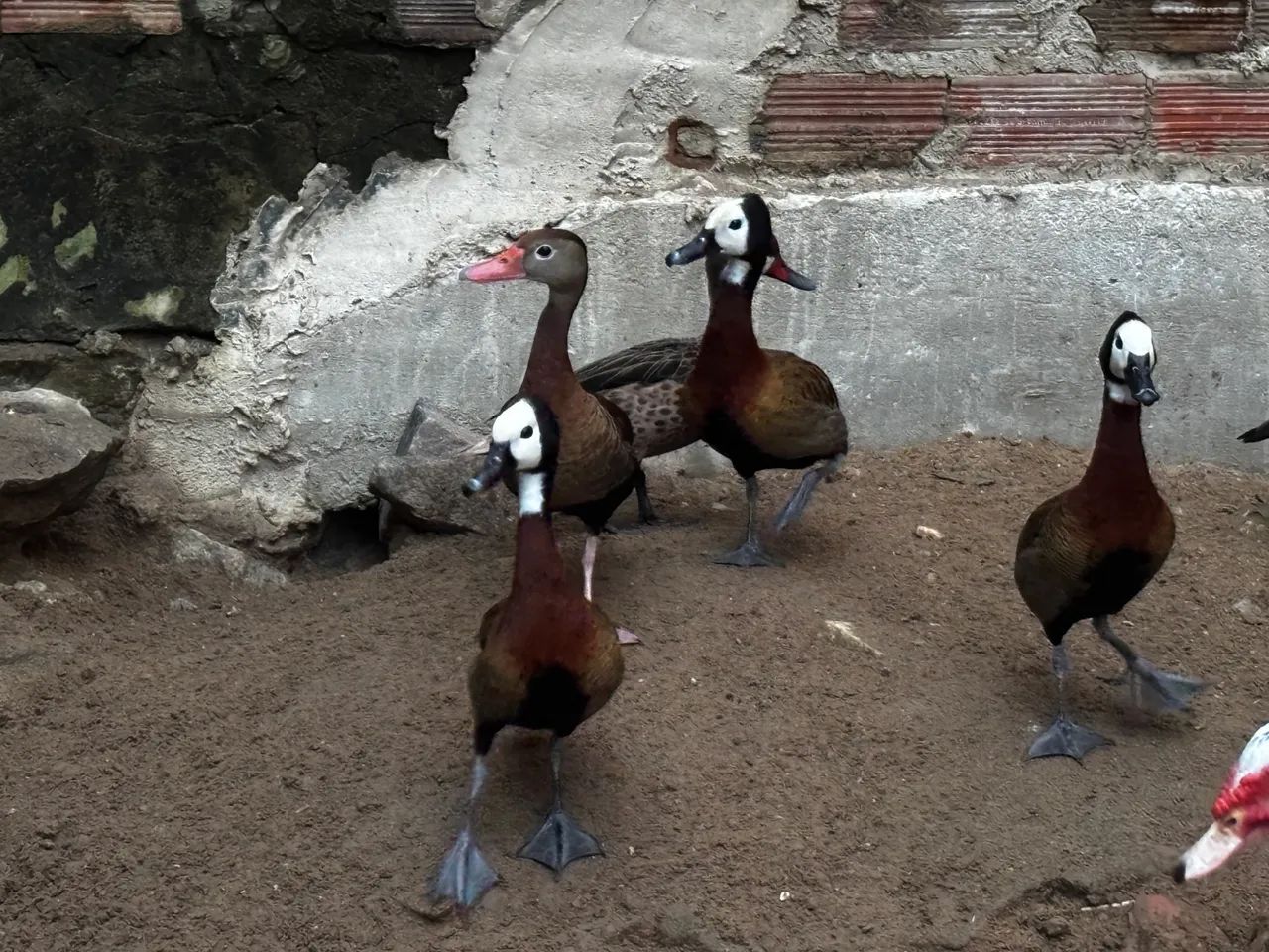 Vendo marrecas.  - Foto 4