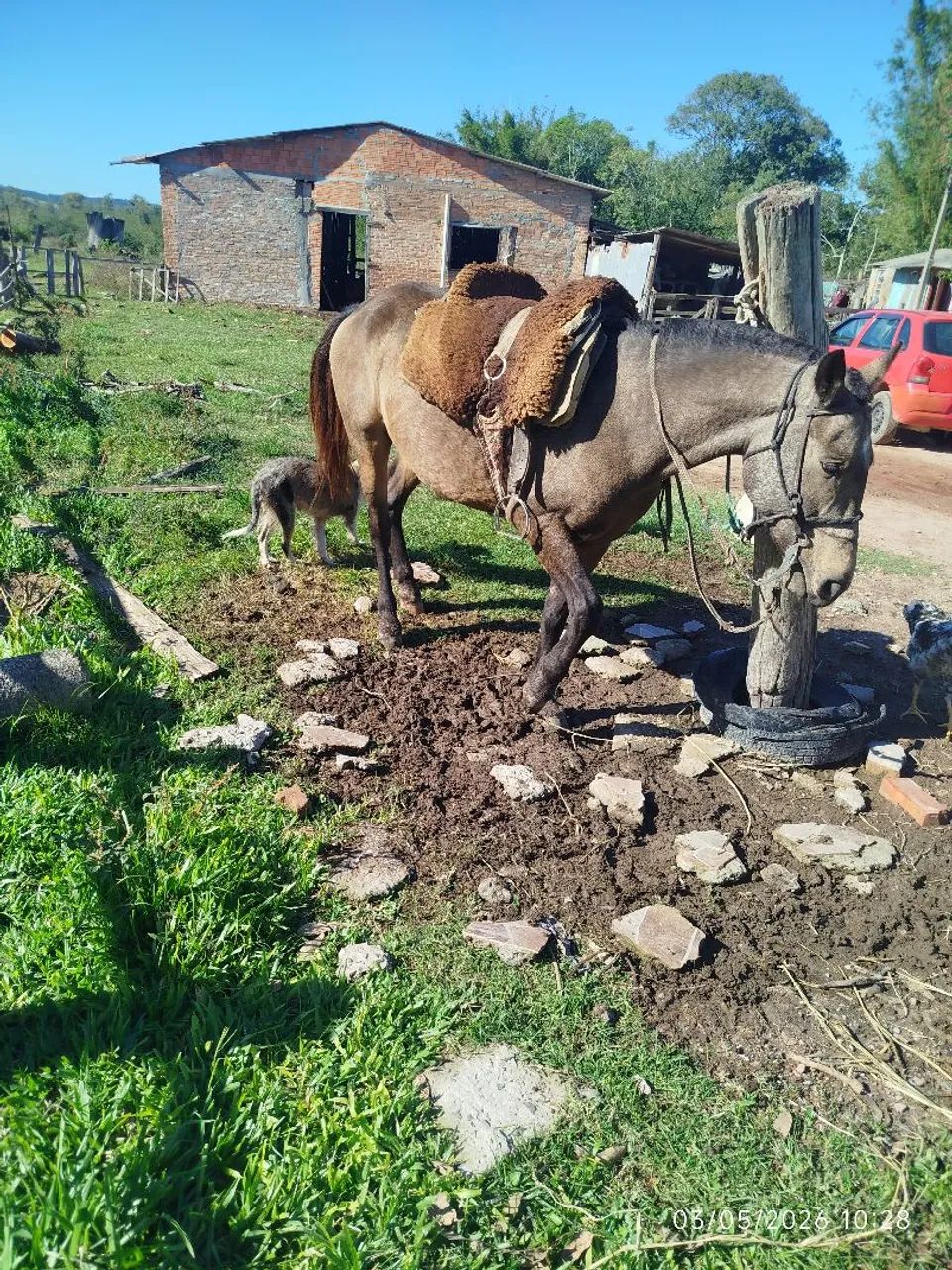Cavalo domado manso de montaria whats * - Foto 6