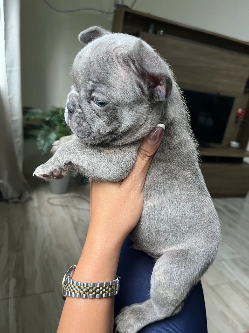 Bulldog francês  - Foto 4