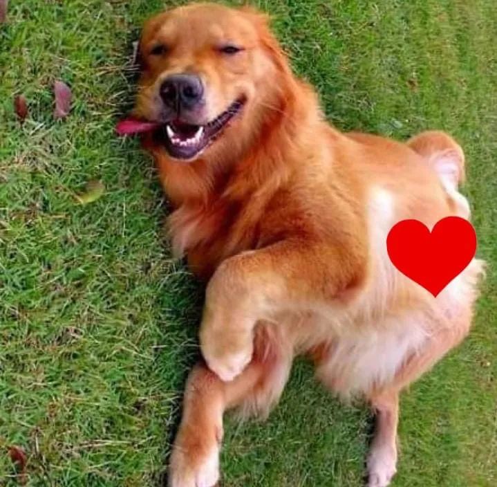 Golden  - Foto 2