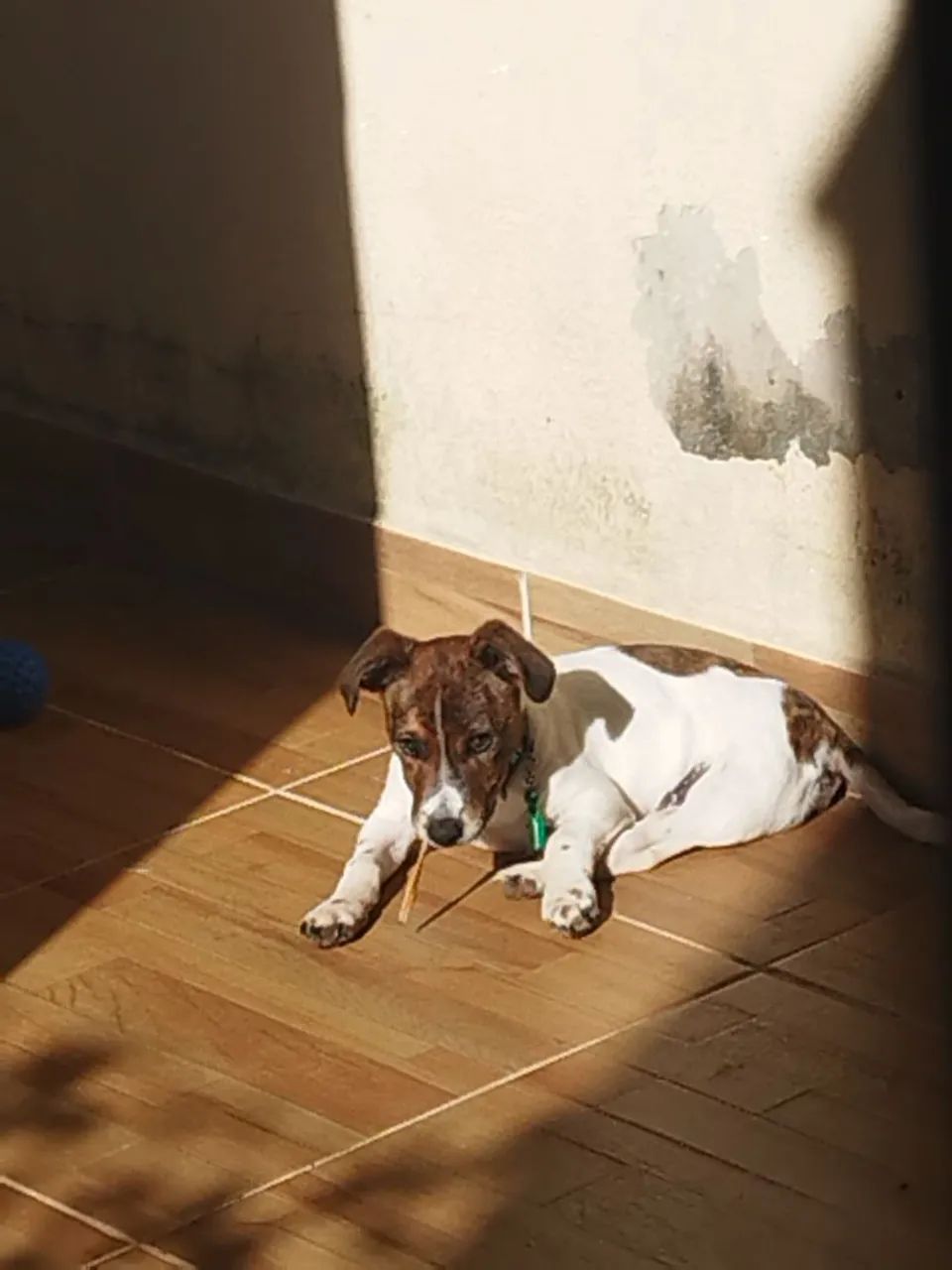 Cachorro doação - Foto 3