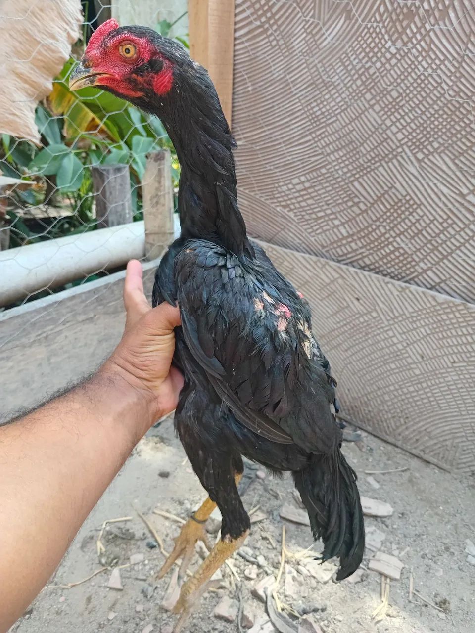 Frango mura - Foto 4