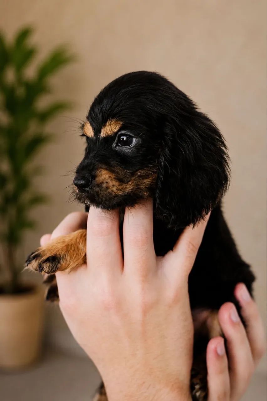 Cocker spaniel inglês 