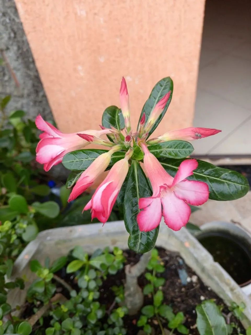 Plantas  - Foto 3