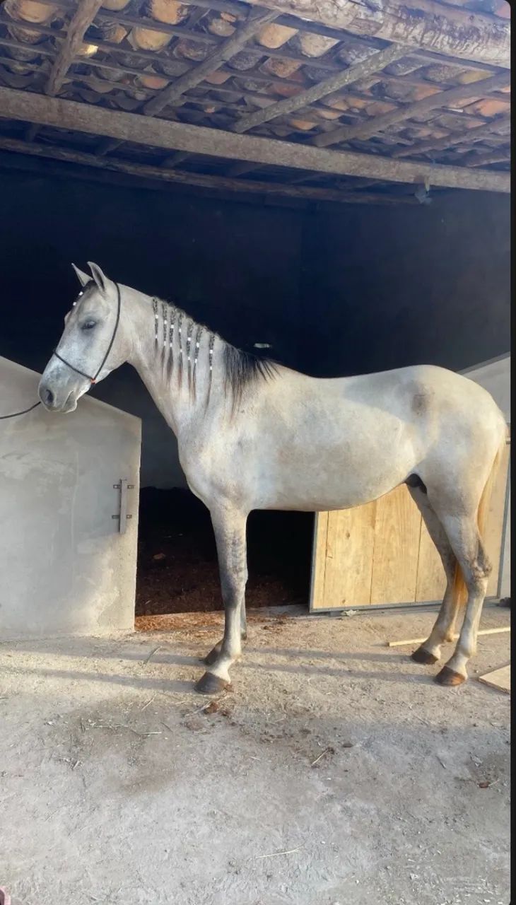 Cavalo(Potro) marcha picada 