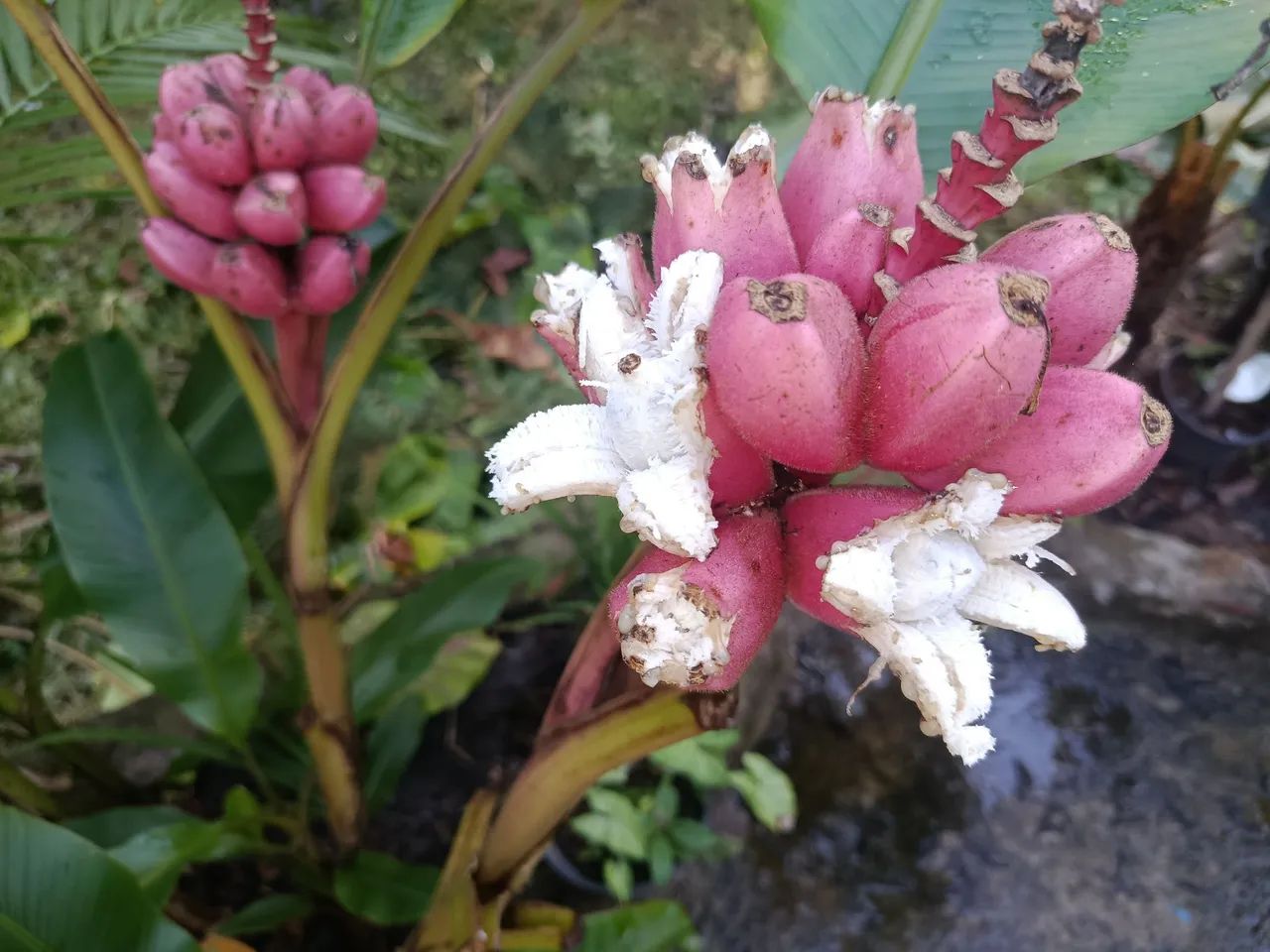 Mudas de Banana Rosa de jardim musa veluntina  - Foto 3